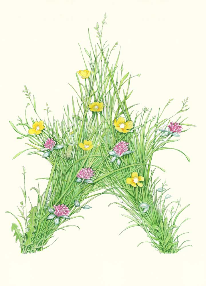 Grass Star - Greetings Card
