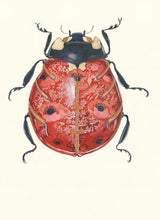 Load image into Gallery viewer, Ladybird - Card - The DM Collection
